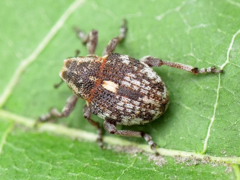 Rhinoncus pericarpius (Linnaeus, 1758)